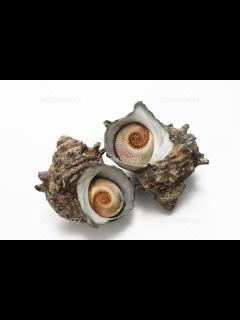 [x]サザエ 写真素材 [ 4063602 ] - フォトライブラリー photolibrary