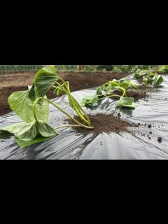[x]サツマイモの栽培方法・さつまいも苗を植える前にコレやると収穫量が2倍になります！（畝作り〜植え付け方）23/4/18 - YouTube