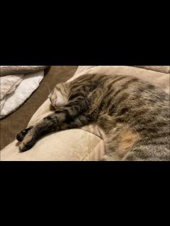 [x]夢を見てる時のねこ - YouTube