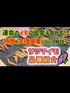 [x]何故！？形の良いサツマイモが出来ないのか・・・シンプルな疑問について考えてみました タネのハシモト - YouTube