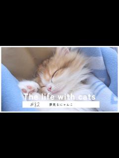 [x]＃82【猫ちゃんの寝顔】(What are the cats dreaming about?)何の夢を見ているのかな？☺️ - YouTube