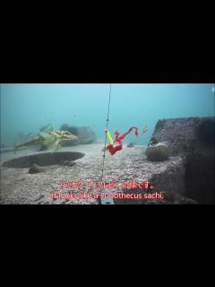 [x]堤防からの水中撮影 ハッカクの泳ぐ姿を初めて見ました 20231121 - YouTube
