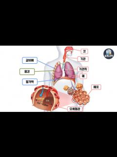 [x]호흡기관 한방에 끝내기!! - YouTube