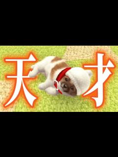 [x]うちのイッヌは天才かもしれない【ニンテンドッグス】 - YouTube