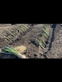 [x]ネギ苗の植え付け方、家庭菜園でも簡単にできる植え方講座 23/3/14 - YouTube