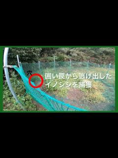 [x]囲い罠から逃げ出したイノシシをくくり罠で捕獲しました！ついでにアラホールも設置してみました。 - YouTube