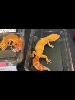 [x]久々のイベントに行ってきたぞ - YouTube