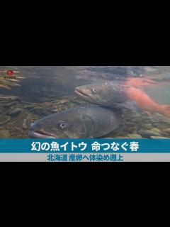[x]幻の魚イトウ、命つなぐ春 北海道、産卵へ体染め遡上 - YouTube