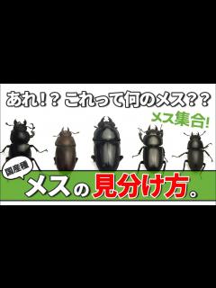 [x]【メスの見分け方】主な国産クワガタのメスの見分け方を紹介！野外で捕まえた時にも役立ちます♪ - YouTube