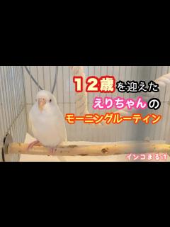 [x]12歳になった、えりちゃんの朝の習慣 HAPPY BIRTHDAY ERI. - YouTube