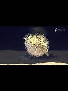 [x]ハリセンボン - Porcupine fish - YouTube