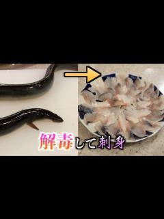 [x]究極の味！！猛毒の血を持つうなぎの毒を解毒して刺身で食べた結果。。。 - YouTube