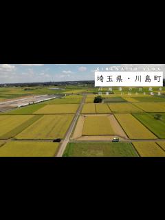 [x]4K【埼玉県・川島町】川越藩のお蔵米／（田園風景・いねかり・SDGs・住み続けられるまちづくり・cinematic vlog・rice ...