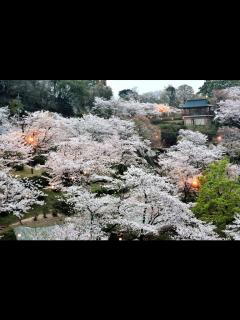 [x]【熊本県菊池市】「菊池公園一帯」桜の開花情報 | たまララ