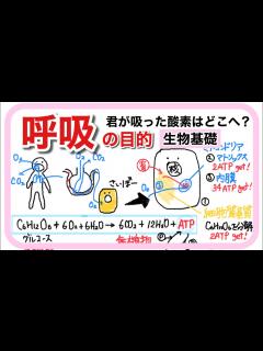 [x]呼吸〜我々はなぜ酸素を吸うのか？〜 - YouTube
