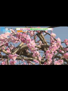 [x]【県内5月並みの陽気】＂うめまつり”開催中の田上梅林公園では多くの花見客が訪れる 《新潟・田上町》 - YouTube
