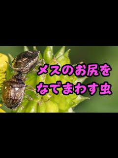 [x]メスのお尻をなでまわす虫【レヂヲのいきもの図鑑 #ムラサキシラホシカメムシ #昆虫 #自然観察 】 - YouTube