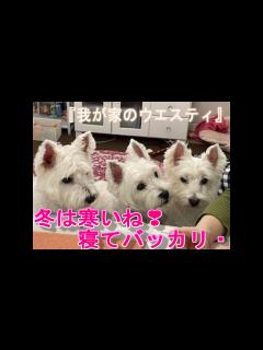 [x]【我が家のウエスティ】冬は寒いね！寝てバッカリ・・・ - YouTube