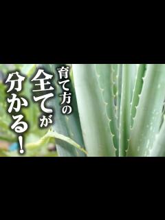 [x]全て解決！アロエの育て方・植え替え・挿し木...etc.全部教えます♪【観葉植物