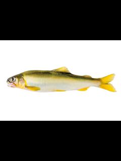 [x]鮎〈アユ〉｜料理を愛する人のための魚図鑑 | buono
