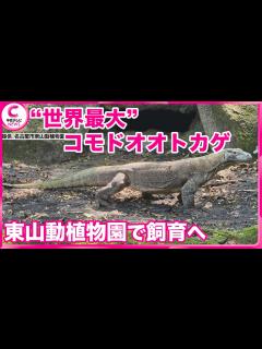 [x]【コモドオオトカゲ】 世界最大のトカゲ 東山動植物園で飼育すると発表 名古屋市 - YouTube