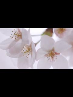 [x]手紙/荒木とよひさ・神野美伽 Cover by 来夢来人 - YouTube