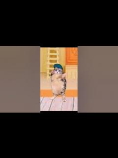 [x]hey hey you you. cat dancing #cat #dance #meme #tiktok - YouTube
