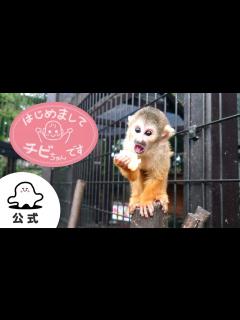 [x]【赤ちゃんが喜ぶ】シナぷしゅ公式はじめましてチビちゃんです～いろんなチビちゃん～まとめ6│テレビ東京x東大赤ちゃんラボ│赤ちゃんが泣き止む ...