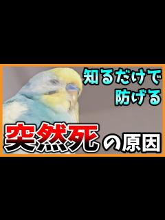 [x]【インコ突然死の原因】絶対に家にある〇〇で急死の危険!防ぐために絶対に見て!~コザクラインコ・セキセイインコ~Budgerigar - YouTube