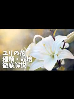[x]こんなにも種類が！ユリの花の特徴・種類・育て方をわかりやすく解説！ - YouTube